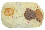 Wide Plate with Three Fossil Leaves (Three Species) - Montana #262384-1